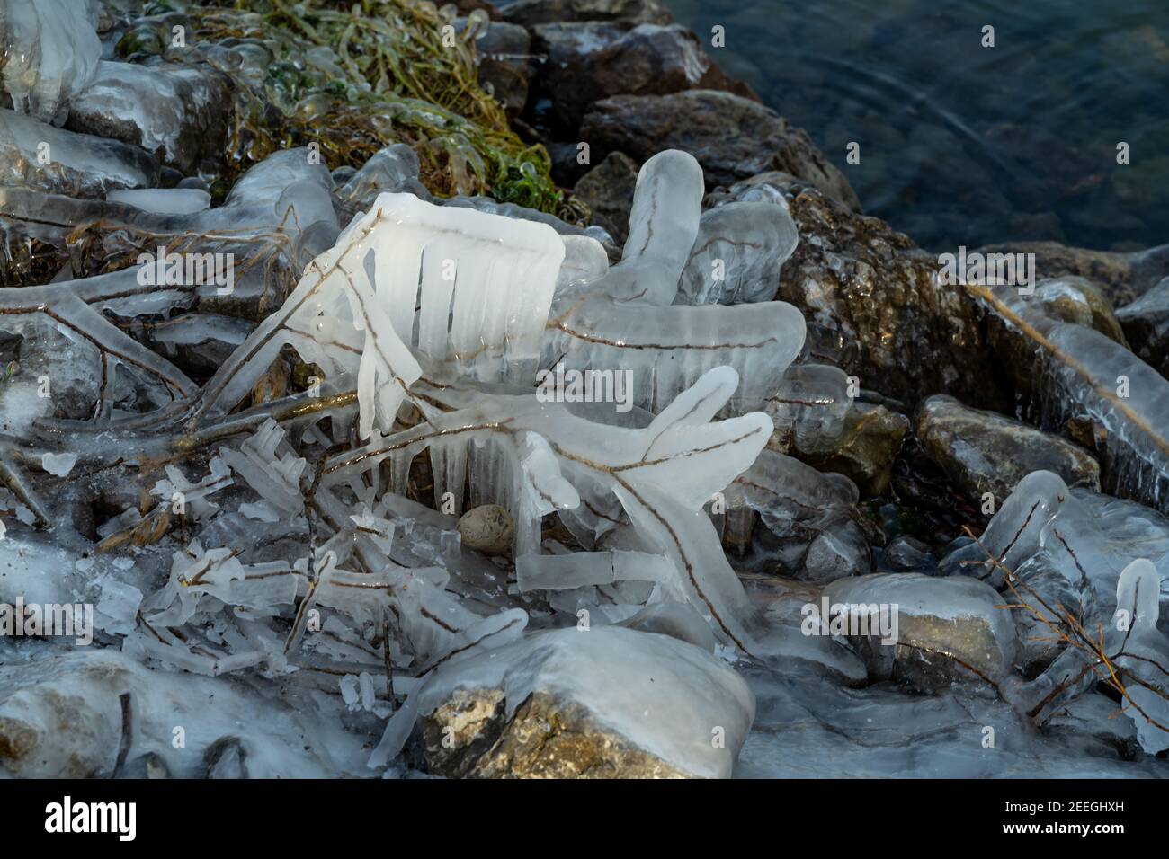 Winterkälte macht Eisskulpturen am Ufer des Bodensees mit Schilf, Büschen und Bäumen. Eisskulpturen am Bodensee, Schleienlöcher Hard Österreich Stockfoto