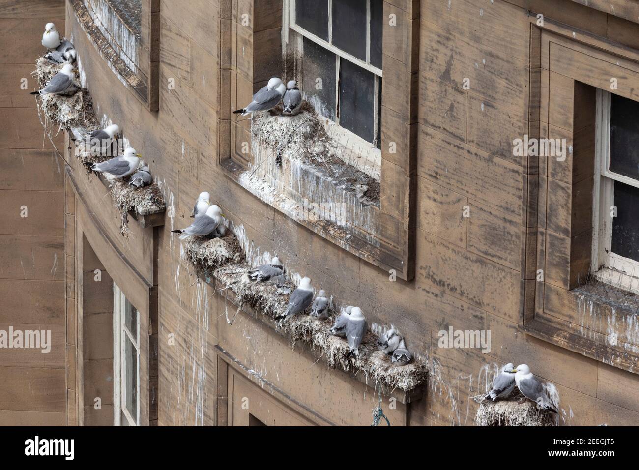 Kittiwakes (Rissa tridactyla), die auf Gebäuden nisten, Quayside Newcastle-upon-Tyne, Großbritannien Stockfoto