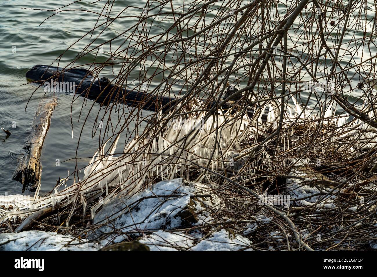 Winterkälte macht Eisskulpturen am Ufer des Bodensees mit Schilf, Büschen und Bäumen. Eisskulpturen am Bodensee, Schleienlöcher Hard Österreich Stockfoto