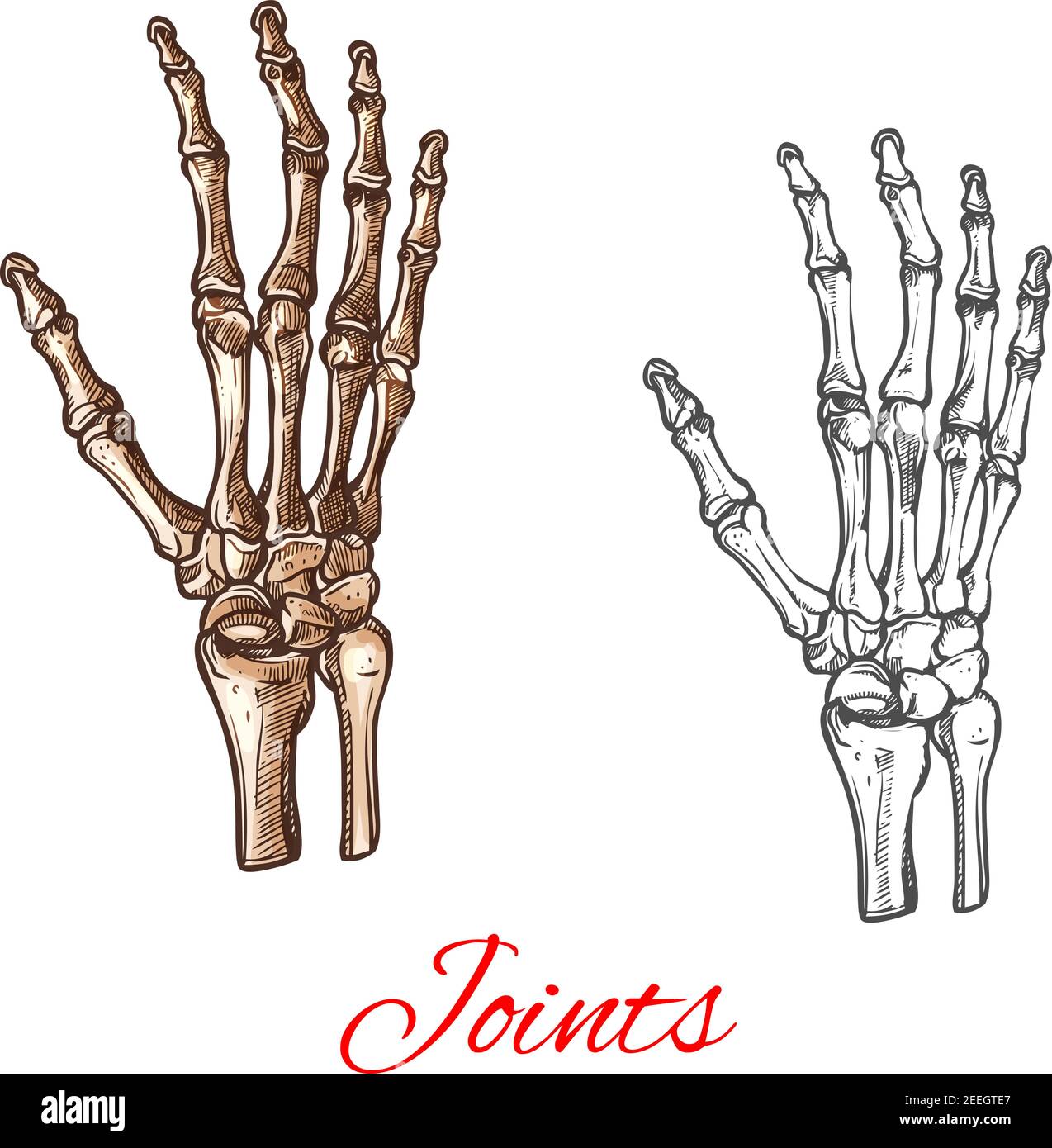 Menschliche handknochen -Fotos und -Bildmaterial in hoher Auflösung – Alamy