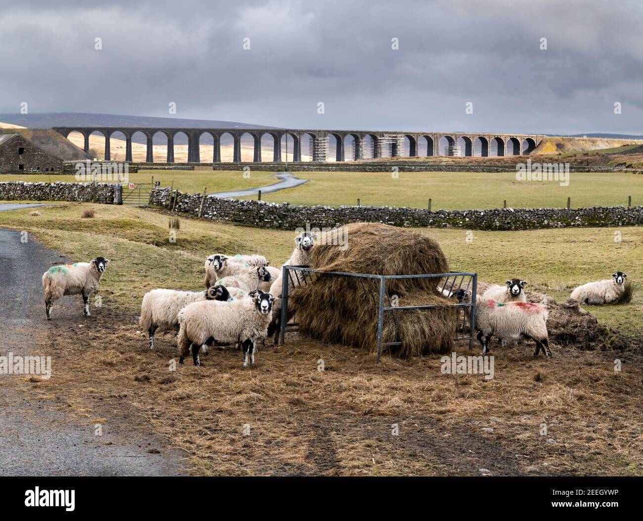 Swaledale Mutterschafe füttern Heu mit Ribblehead Viaduct, in der Nähe von Ingleton im Yorkshire Dales Nationalpark, im Hintergrund. Stockfoto