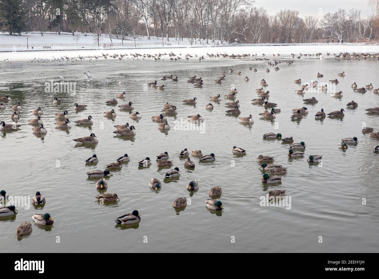 Mallard Enten und Möwen auf dem teilweise gefrorenen See in Kissea Park, Flushing, Queens, New York City. Stockfoto