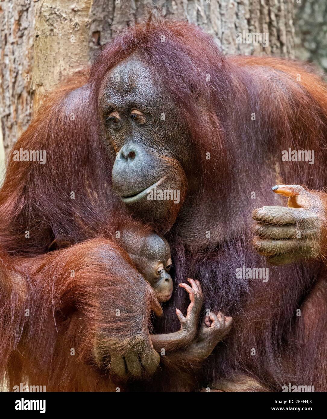Nahaufnahme einer Orang-Utan-Mutter kümmert sich um ihr Kind Stockfoto