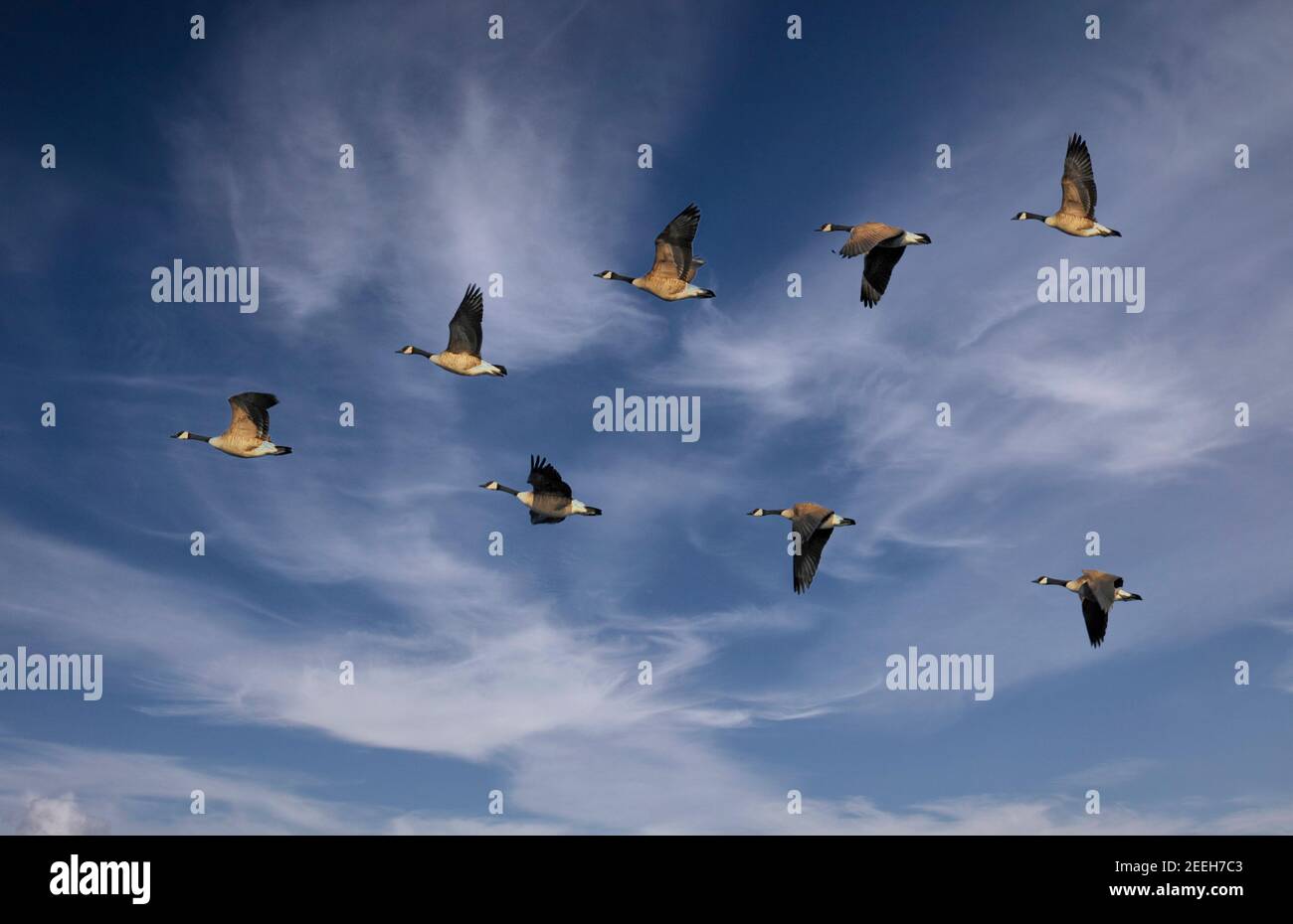 Herde von Kanadagänse fliegen in V-Formation Stockfoto