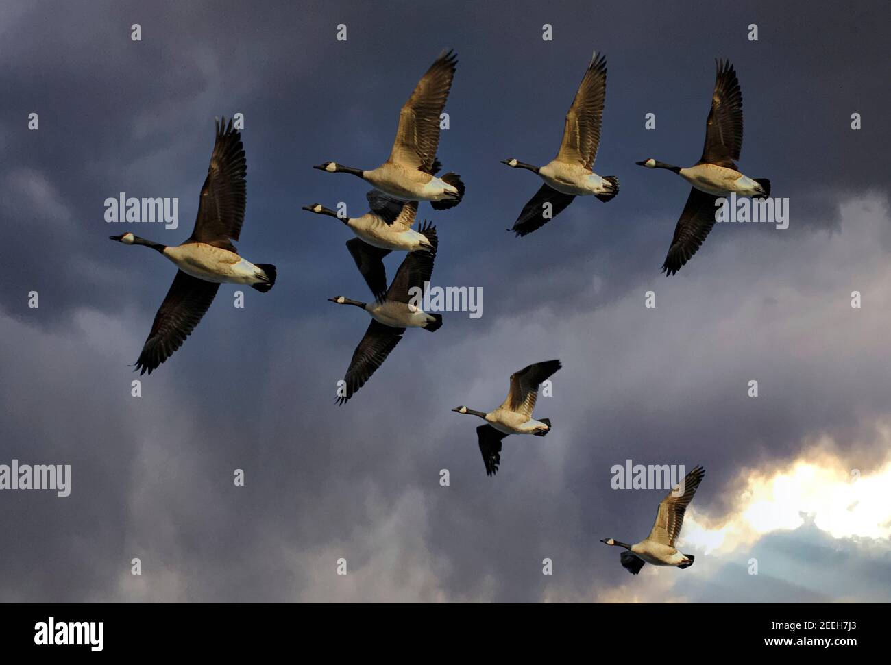 Herde von Kanadagänse fliegen in V-Formation Stockfoto