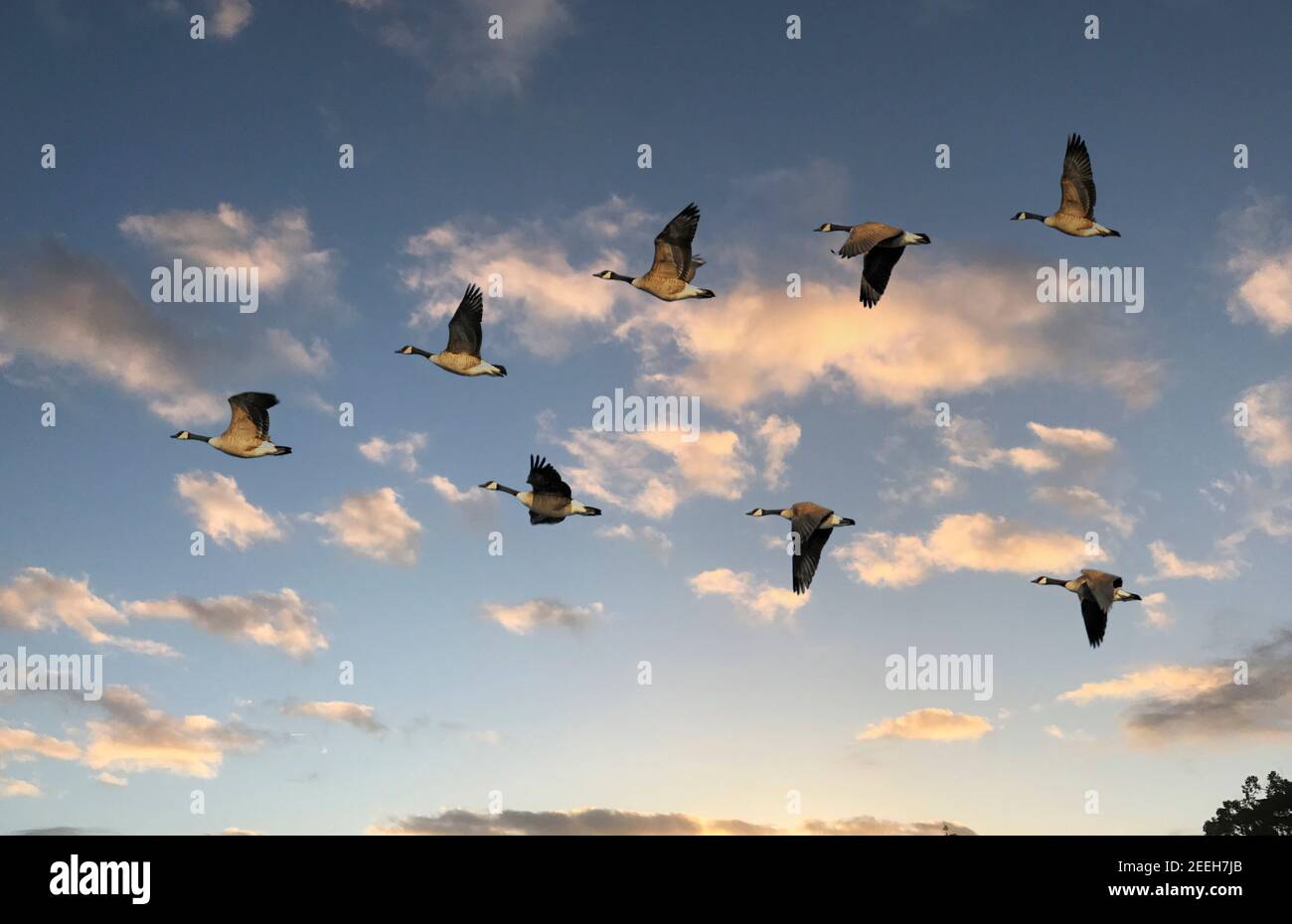 Herde von Kanadagänse fliegen in V-Formation Stockfoto