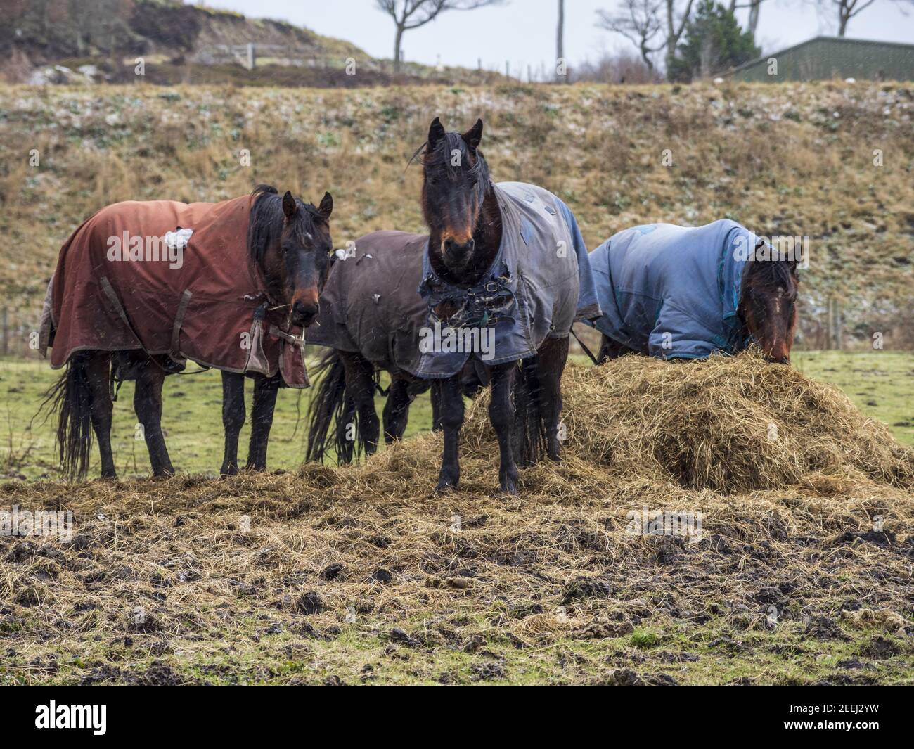 Gruppe von Pferden tragen Decken, um sie warm zu halten, während Grasen auf einem Feld Stockfoto