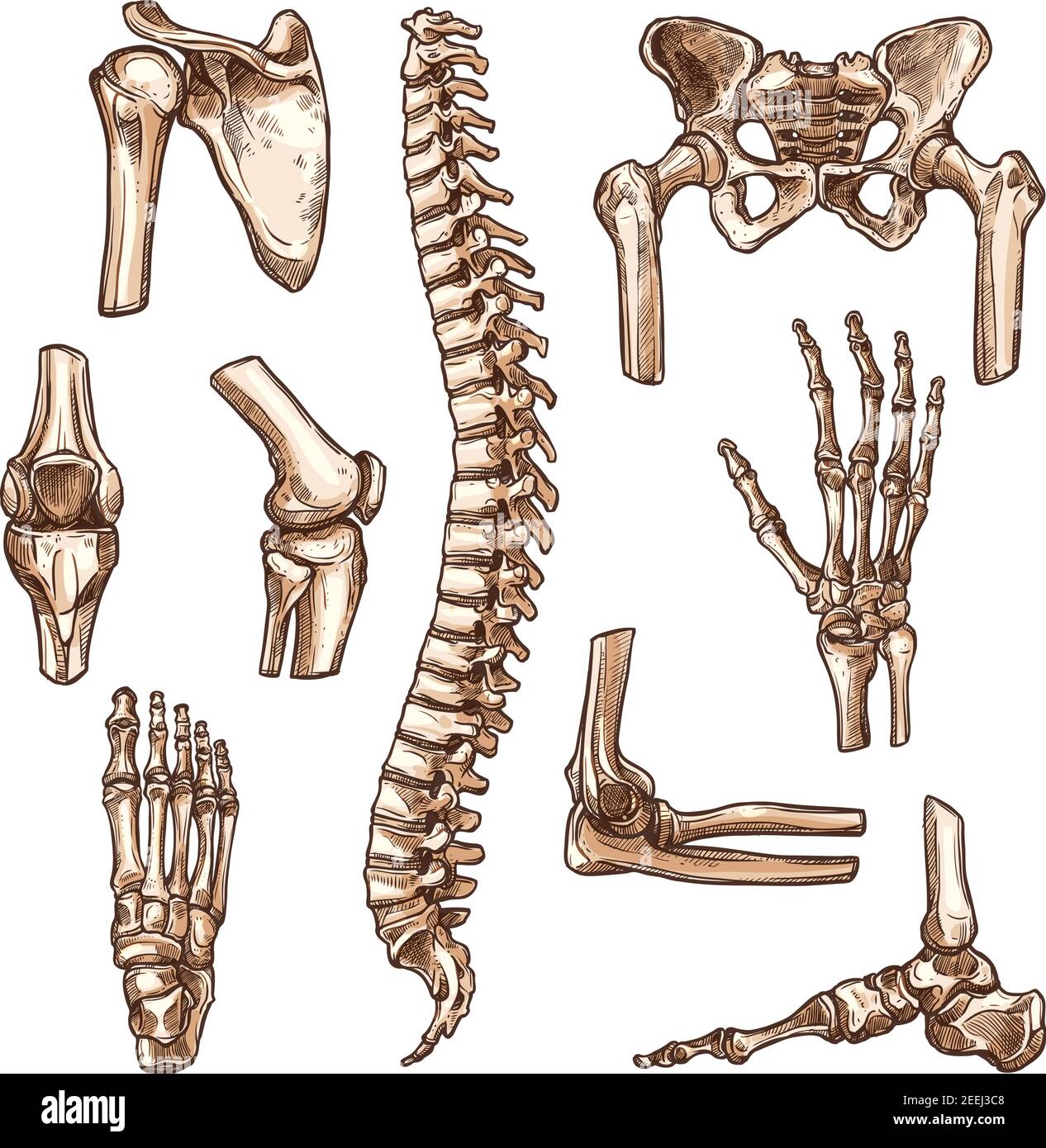 Knochen und Gelenk von menschlichen Skelettskizzen. Hand, Hüfte, Knie, Fuß, Wirbelsäule und Arm, Finger, Ellbogen und Becken, Rippe, Schulter, Knöchel, Thorax, Brust und wri Stock Vektor