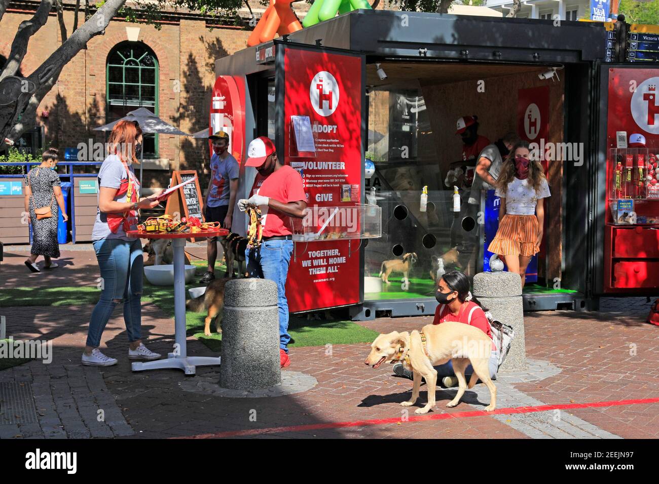 Woof Projekt Tierheim Hund Adoption Initiative an der V&A Waterfront, Kapstadt, Südafrika. Stockfoto