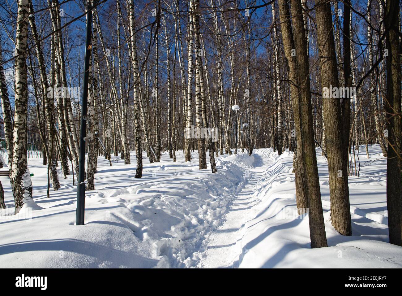 Verschneiten Wald an einem sonnigen Tag nach starkem Schneefall anhaltend Mehrere Tage Stockfoto