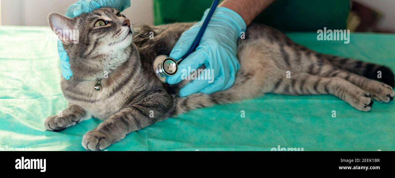 Banner mit männlichen Tierarzt untersucht zufriedene Katze mit einem Stethoskop. Graue Katze auf dem Untersuchungstisch der Tierklinik. Tierärztliche Versorgung. Tierarzt und Katze. Tierhilfe Stockfoto