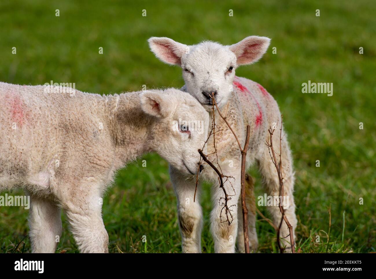 Preston, Lancashire, Großbritannien. Februar 2021, 16th. Lämmer genießen den Temperaturanstieg nach der jüngsten Kältewelle in Bleasdale, Preston, Lancashire. Kredit: John Eveson/Alamy Live Nachrichten Stockfoto