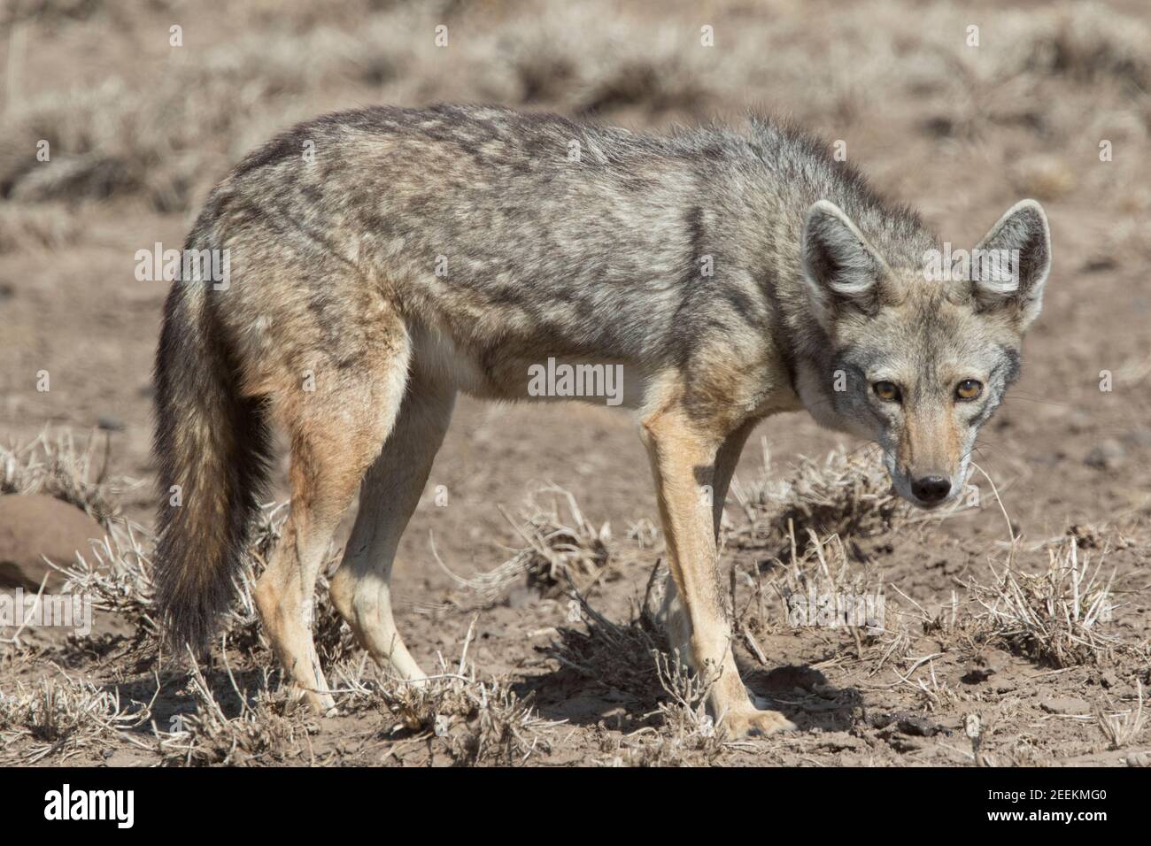 Goldener wolf Fotos und Bildmaterial in hoher Auflösung Alamy