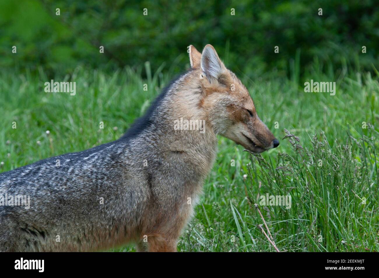 Culpeo Zorro mit geschlossenen Augen Stockfoto