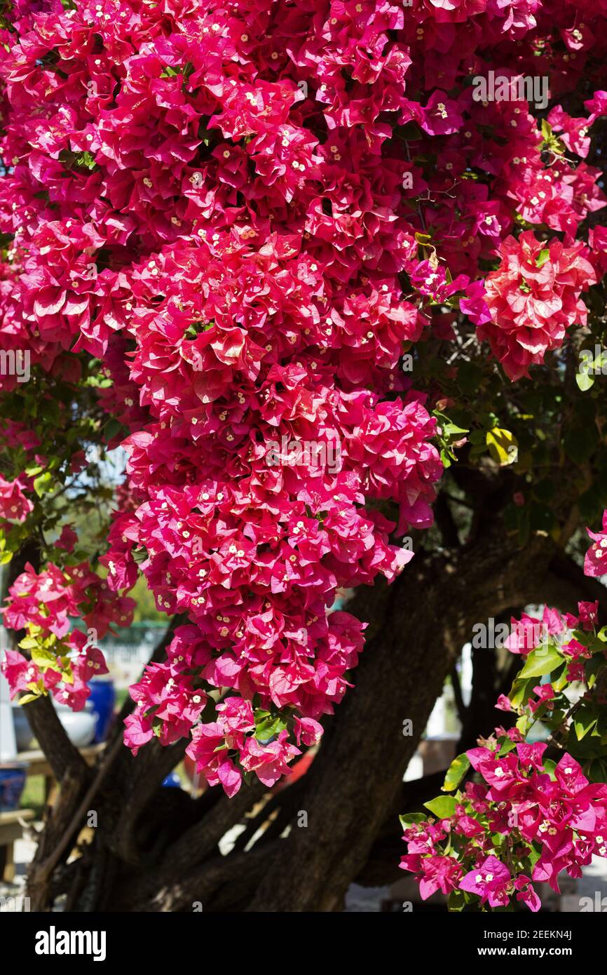 Bougainvillea glabra 'Margaret Bacon' Blumen. Stockfoto