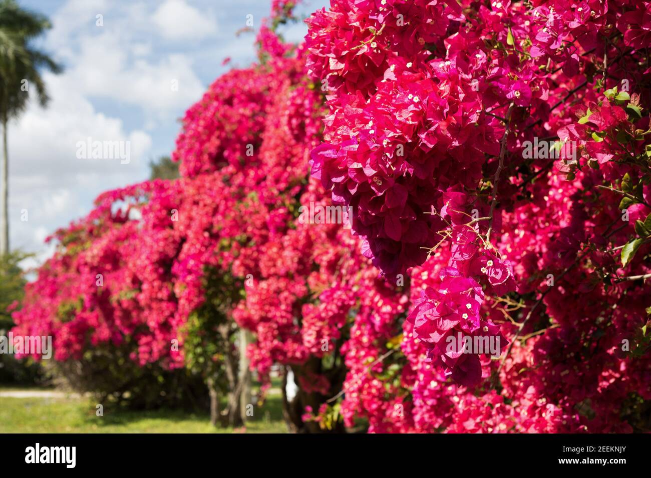 Bougainvillea glabra 'Margaret Bacon' Blumen. Stockfoto