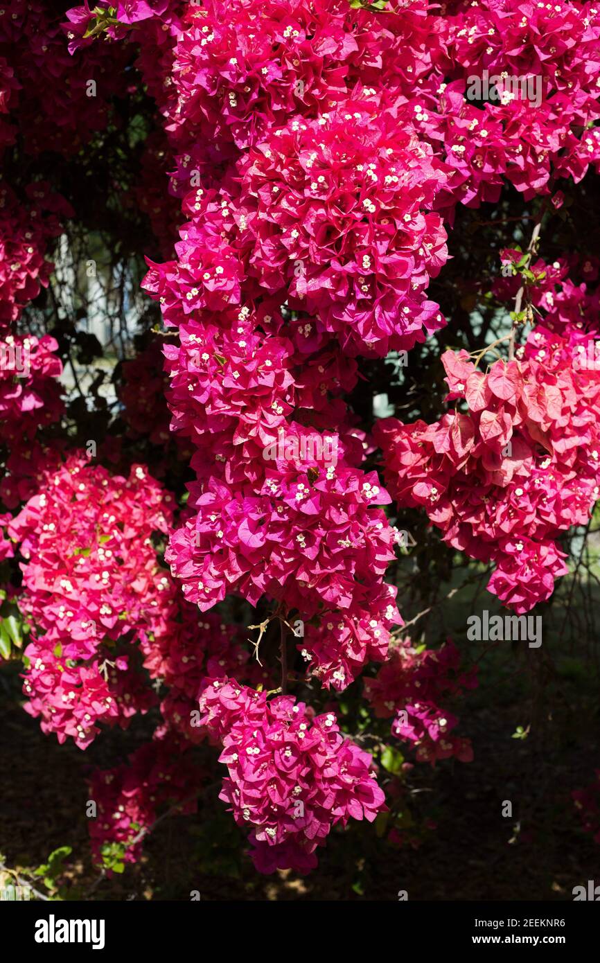 Bougainvillea glabra 'Margaret Bacon' Blumen. Stockfoto