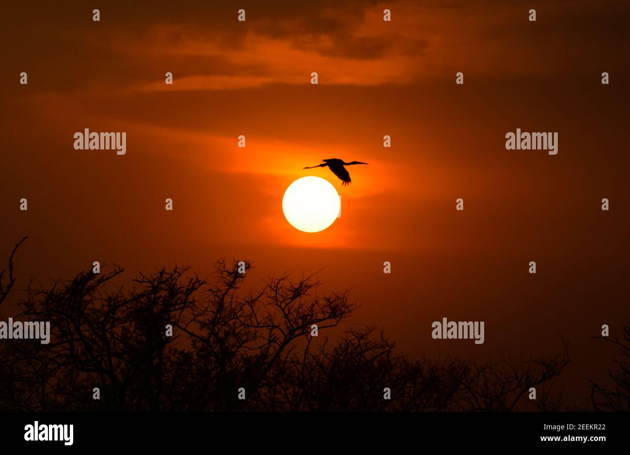 Bemalter Storch fliegen während Sonnenuntergang in Bharatpur Vogelschutzgebiet Stockfoto