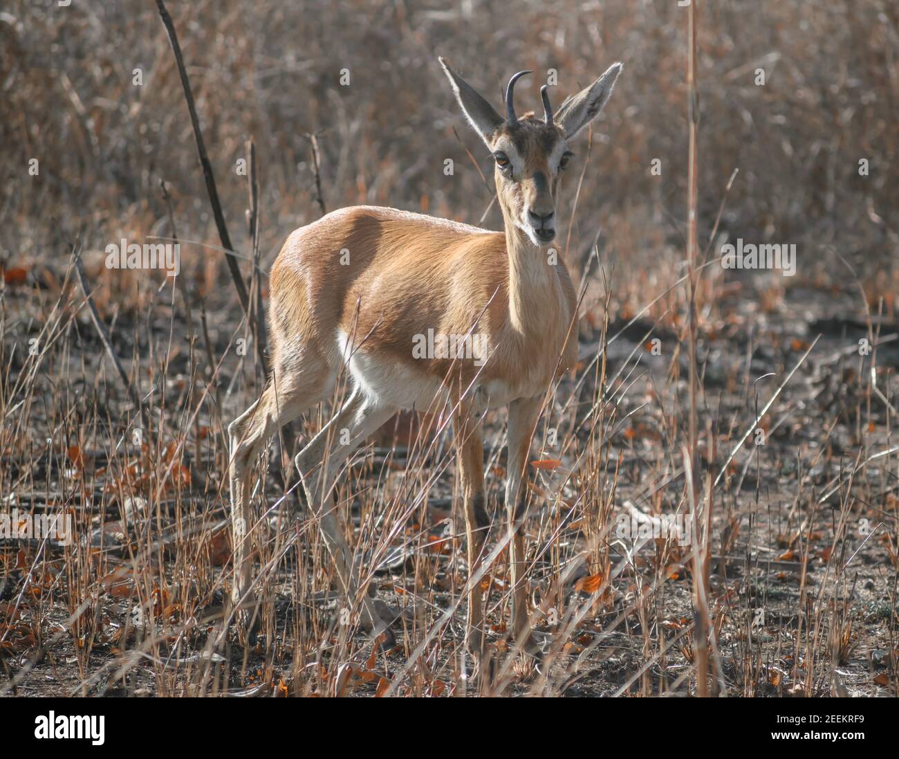 Die Chinkara oder Gazella bennettii oder die indische Gazelle stehen Stockfoto