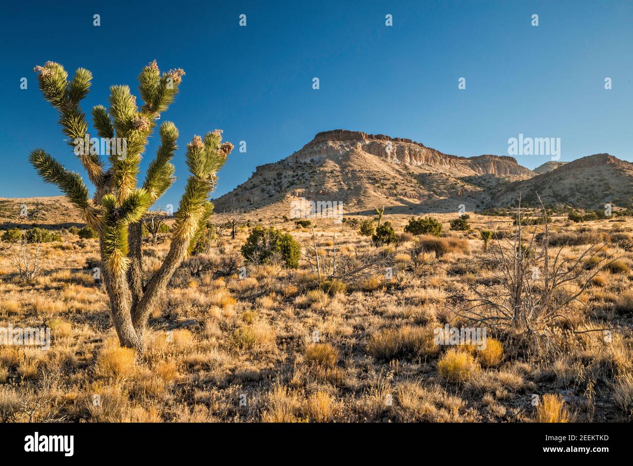 Joshua Tree, Pinto Mountain, Blick von der Cedar Canyon Road, Mojave National Preserve, Kalifornien, USA Stockfoto