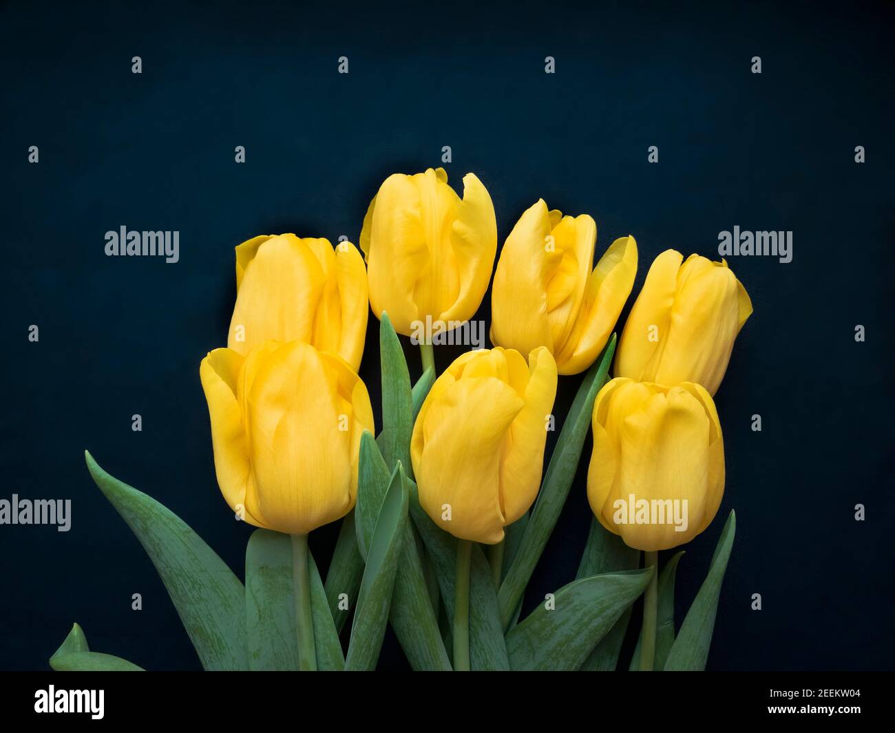 Blumenzusammensetzung. Rahmen aus gelben Tulpen auf blauem Hintergrund. Valentinstag, Muttertag und Frauen Tag Konzept. Flach liegend, Draufsicht. Stockfoto