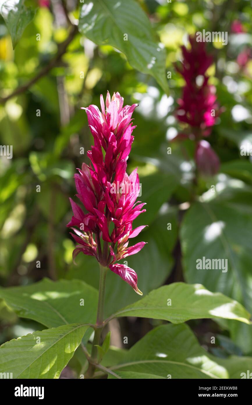 Megaskepasma erythrochlamys - brasilianischer roter Umhang. Stockfoto