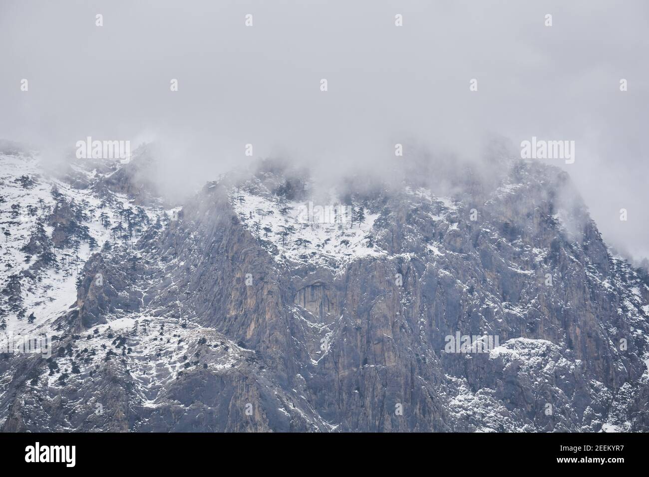 Zerklüftete Berglandschaft - schneebedeckte Felsklippen mit seltenen Kiefern Bäume verstecken sich im trüben Nebel Stockfoto