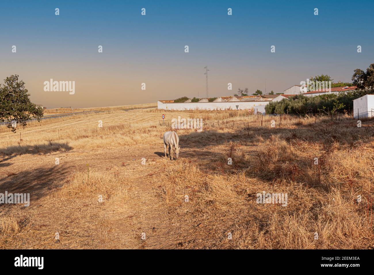 Schöne Paare, Felder und Landschaften der Cordoba Berge in Spanien. Foto aufgenommen im Monat Juli. Pferd auf dem Feld Stockfoto