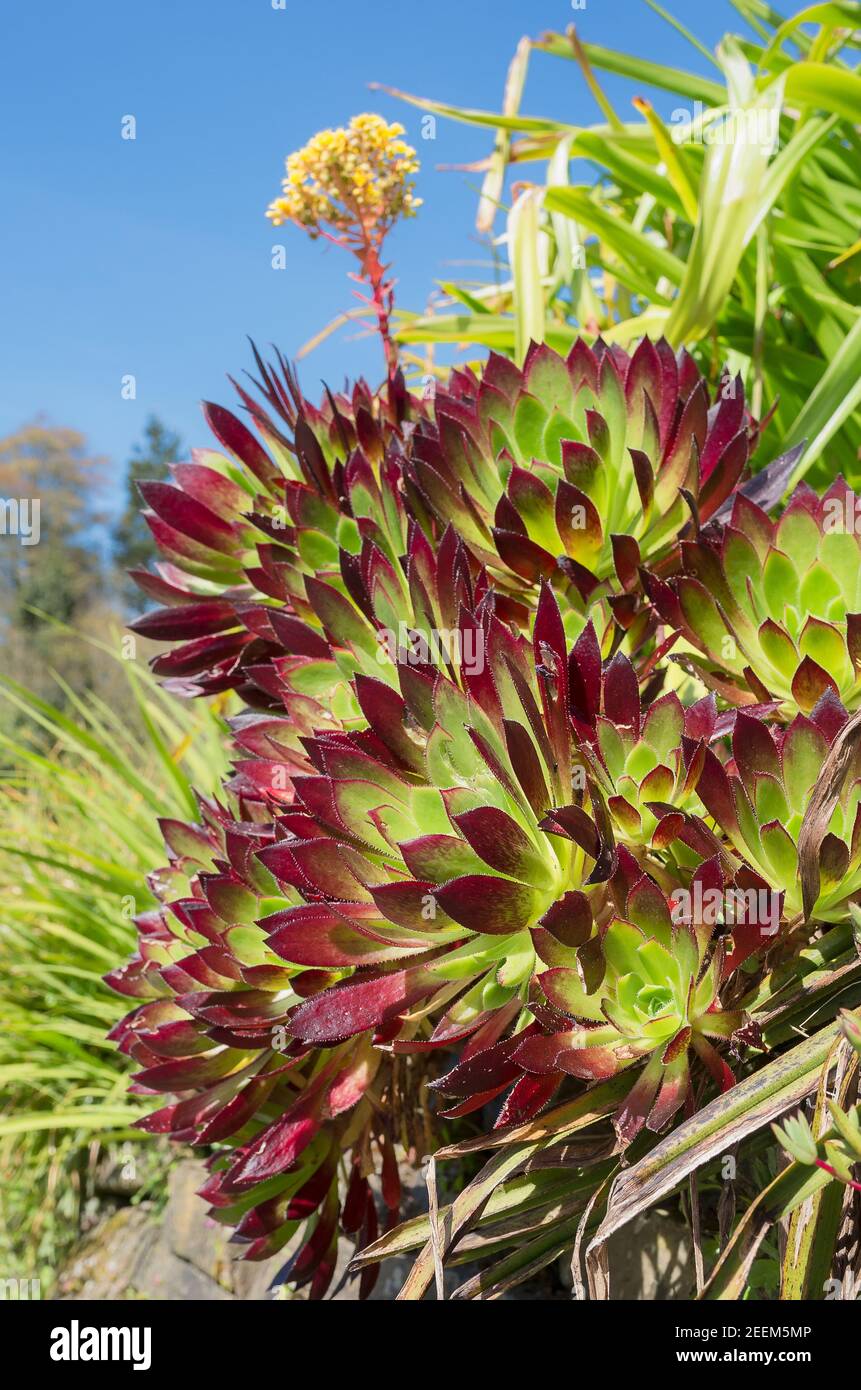 Ein beeindruckendes Aeonium beginnt auf einem zu blühen Steinmauer in einem kornischen Garten im Mai Stockfoto