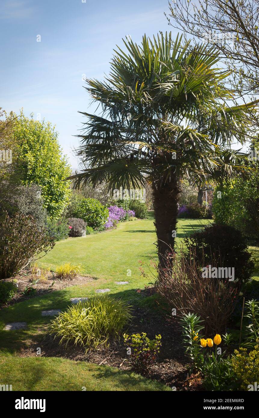 Eine Palme in einem kornischen Landgarten steht im späten Frühjahr am Eingang zum Ziergarten und Rasen. Gelbe Tulpen Anzeige Stockfoto