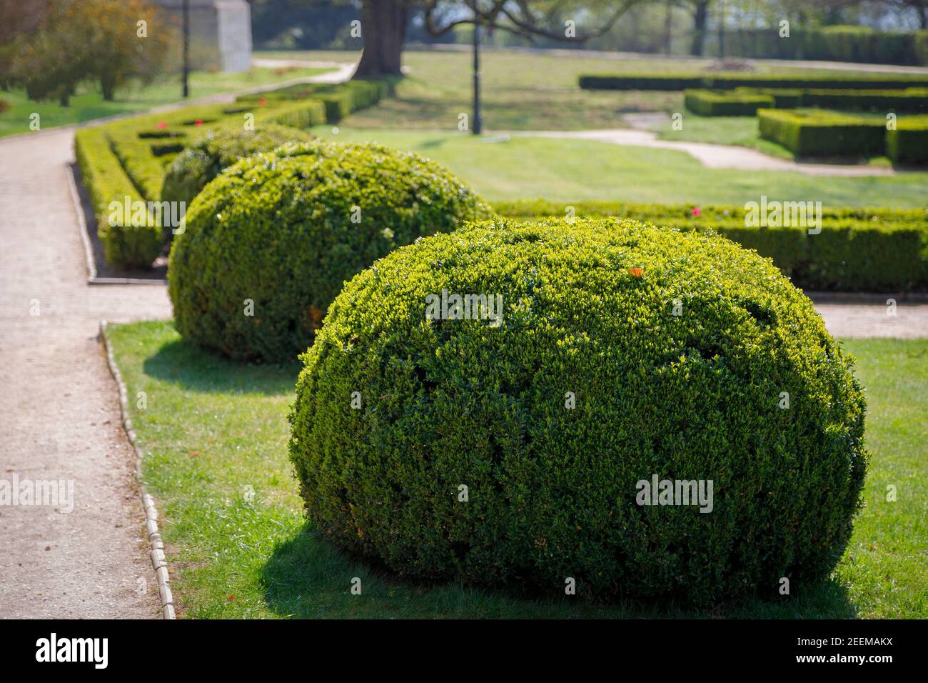 Park mit abgerundeten Sträuchern und grünen Rasen, Landschaftsgestaltung. Strauch in Form einer runden grünen Kugel, im Sommer. Stockfoto