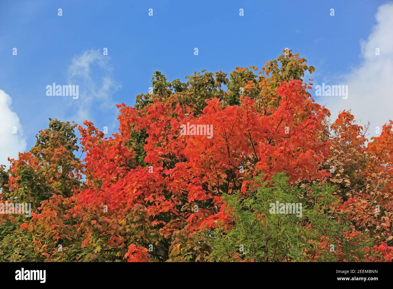 Buntes Herbstlaub Stockfoto