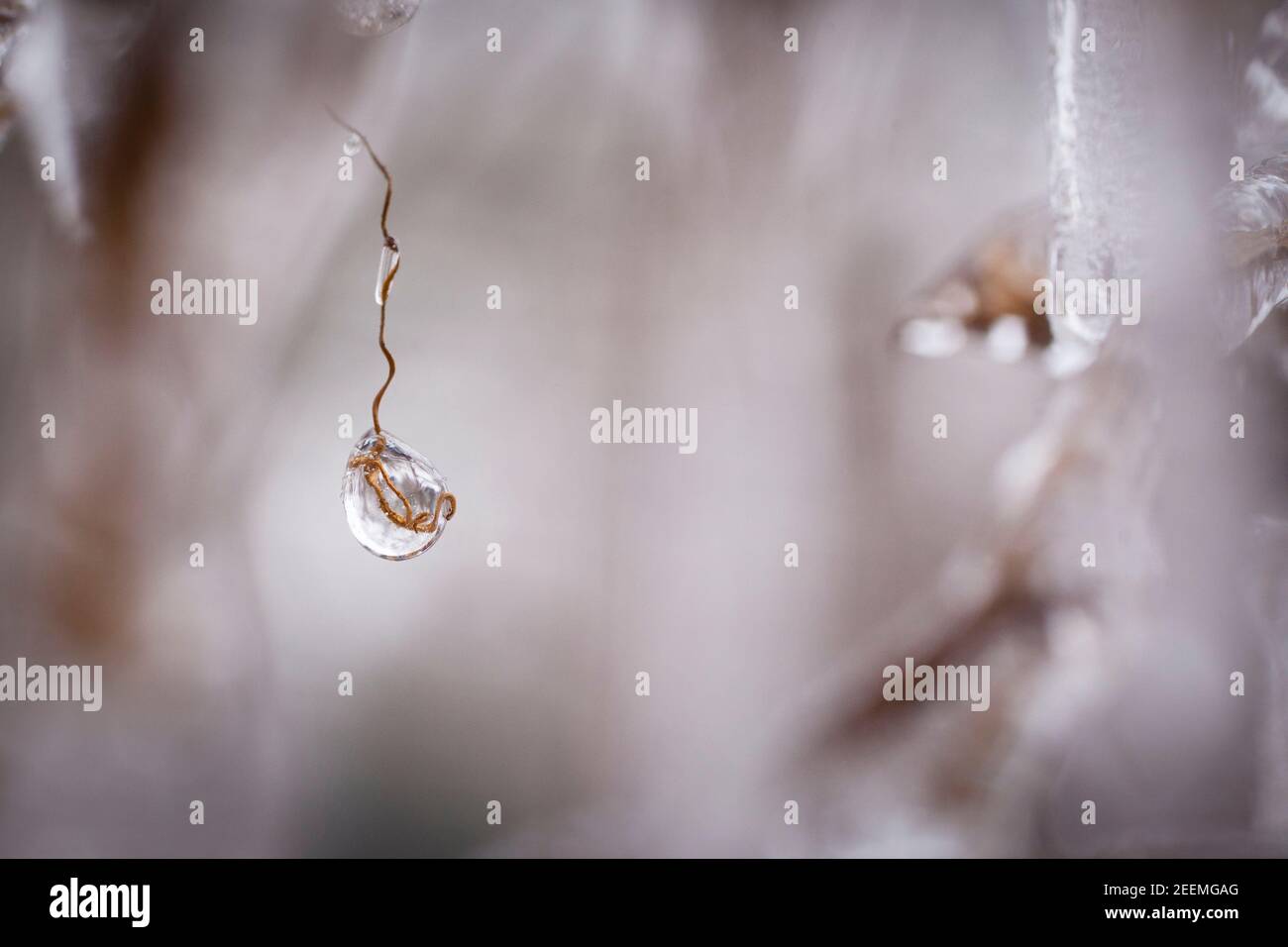 Die Pflanzen auf dem Balkon sind mit Eis, eisigen Regen, Winter bedeckt. Pflanzen auf einem Balkon sind mit Eis überzogen, Eisregen, Winter. Stockfoto