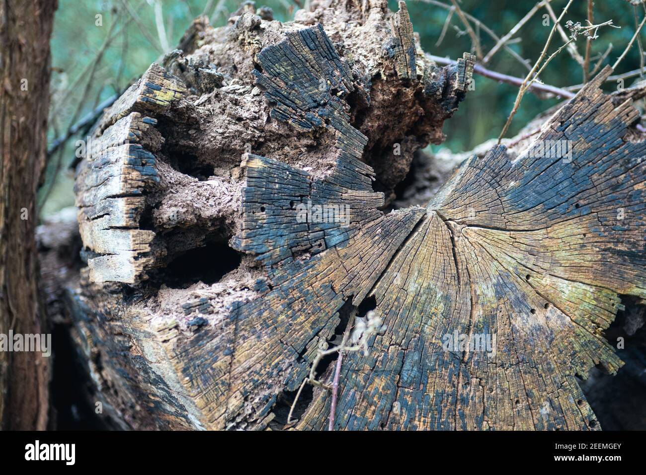 Gefällter Baumstamm mit Altersring Detail auf einem Bauernhof in Hertfordshire, Großbritannien gefunden. Stockfoto