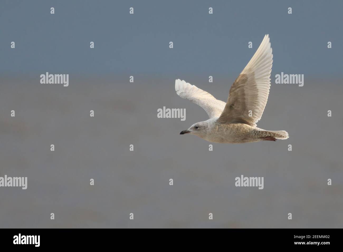 Island Möwe patrouilliert am Strand von Weybourne für tote Jungtiere Seal Kadaver an einem kalten Wintertag zu durchsacken Stockfoto