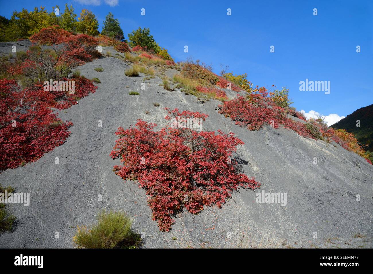 Rote Herbstfarben oder Herbstfarben von Smoke Tree, Cotinus coggygria, wachsen auf Black Merl Formationen, die als Robines Alpes-de-Haute-Provence France bekannt sind Stockfoto