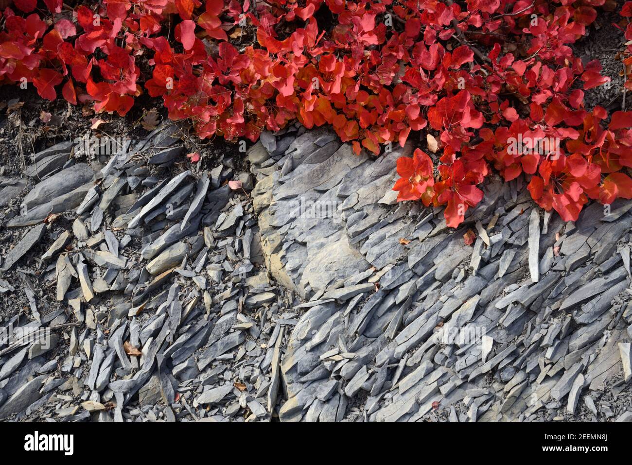 Rote Herbstfarben oder Herbstfarben von Smoke Tree, Cotinus coggygria, wachsen auf Black Merl Formationen, die als Robines Alpes-de-Haute-Provence France bekannt sind Stockfoto