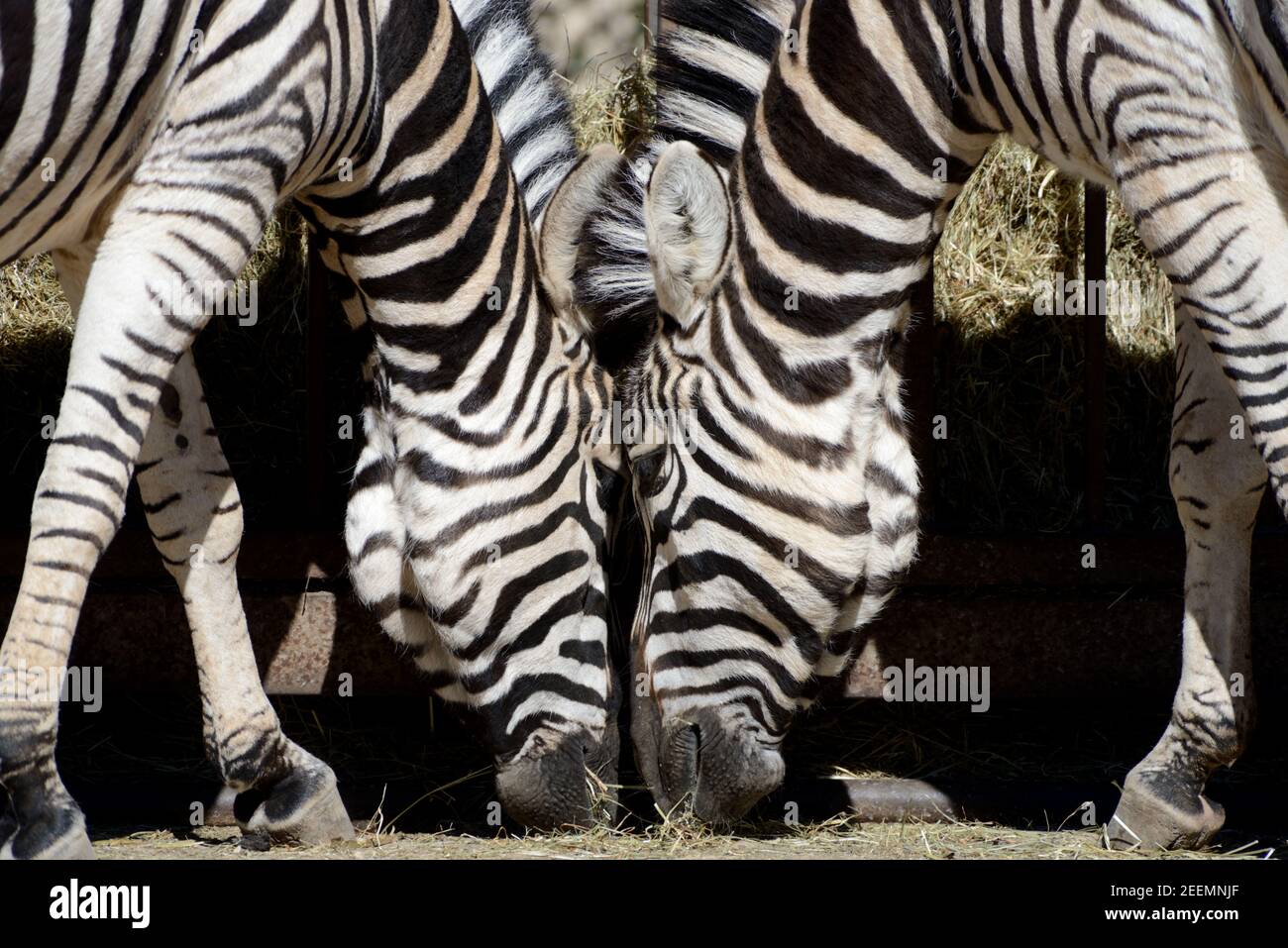 Paar Burchells Zebra- oder Zebrafütterung, Equus quagga burchellii Stockfoto