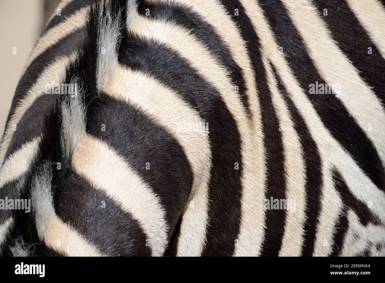 Schwarz-Weiß-Muster von Burchells Zebramantel, Pelz oder Haar Stockfoto