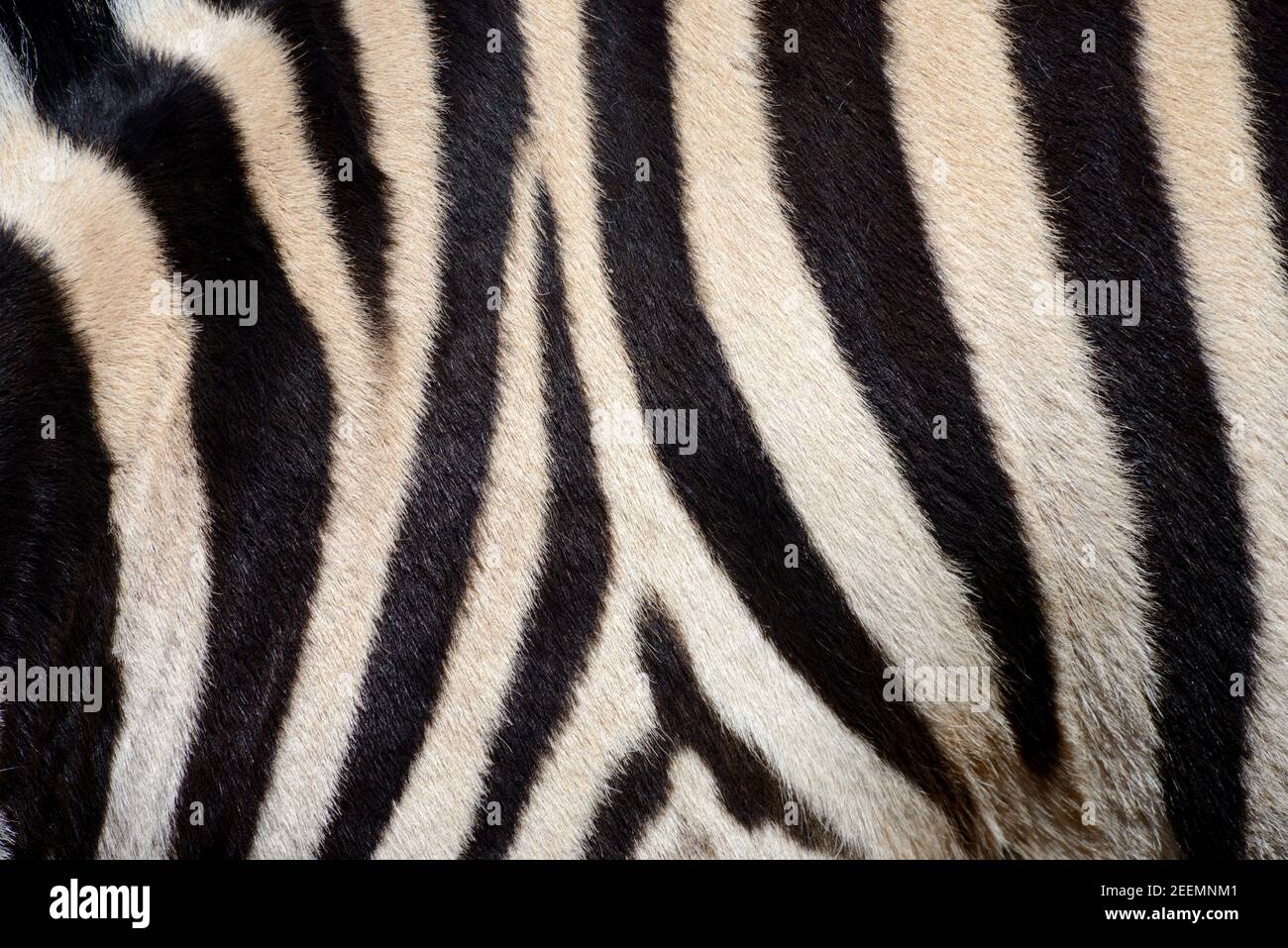 Schwarz-Weiß-Muster von Burchells Zebramantel, Pelz oder Haar Stockfoto
