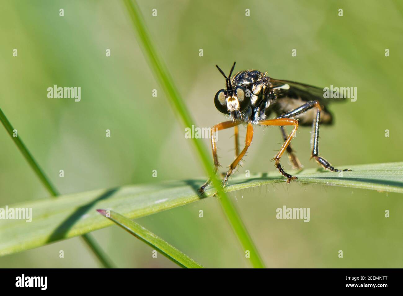Gemeine Rotbeinraubfliege (Dioctria rufipes), die auf einer Grashalm, Kreide Grasland Wiese, Wiltshire, UK, Mai, auf vorbeiziehende Beute aufmerksam ist. Stockfoto