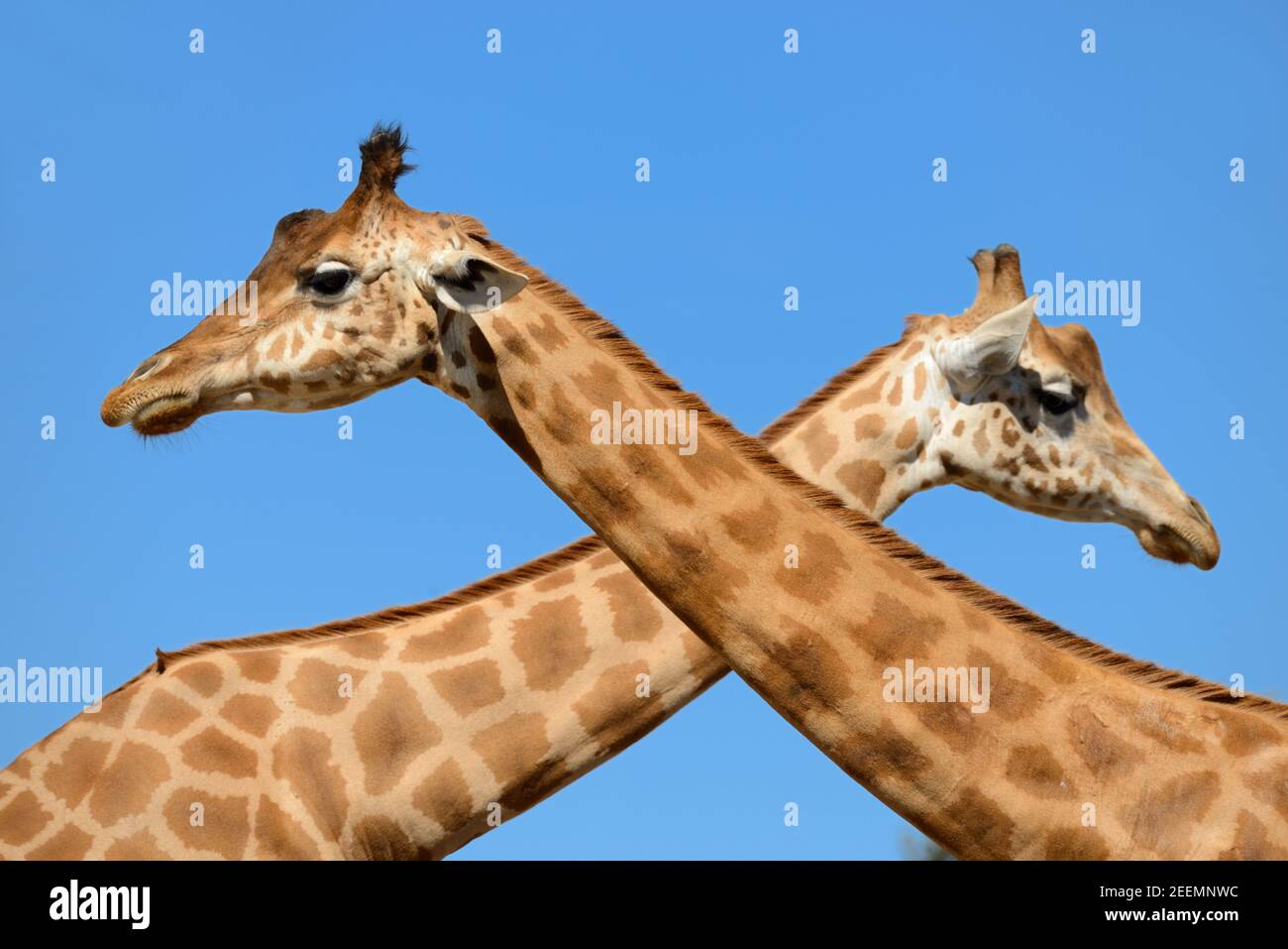 Paar Giraffen, Giraffa camelopardalis, mit gekreuzten Hälsen in X-Form Stockfoto