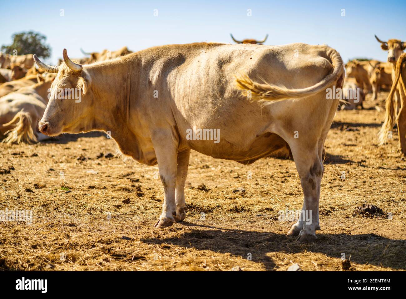 Rinderherde auf dem Bauernhof in Alentejo an sonnigen Tagen, Portugal Stockfoto