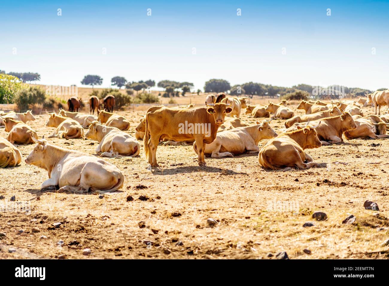Rinderherde auf dem Bauernhof in Alentejo an sonnigen Tagen, Portugal Stockfoto