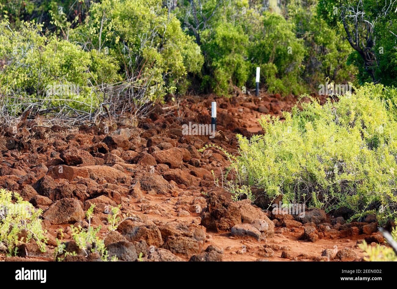 Felswanderweg, schmal, uneben, schwierig zu Fuß, grüne Vegetation; Galapagos-Inseln; Südamerika; Isla Santa Cruz, Ecuador Stockfoto