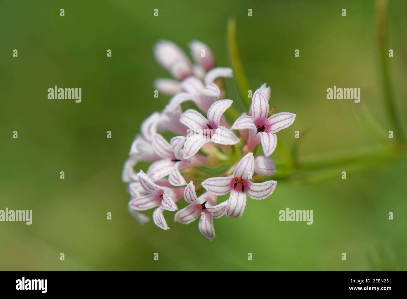 Squinancywort (Asperula cynanchica) blüht auf einem Kalkgraslandhang, Pewsey Downs, Wiltshire, UK, Juli. Stockfoto