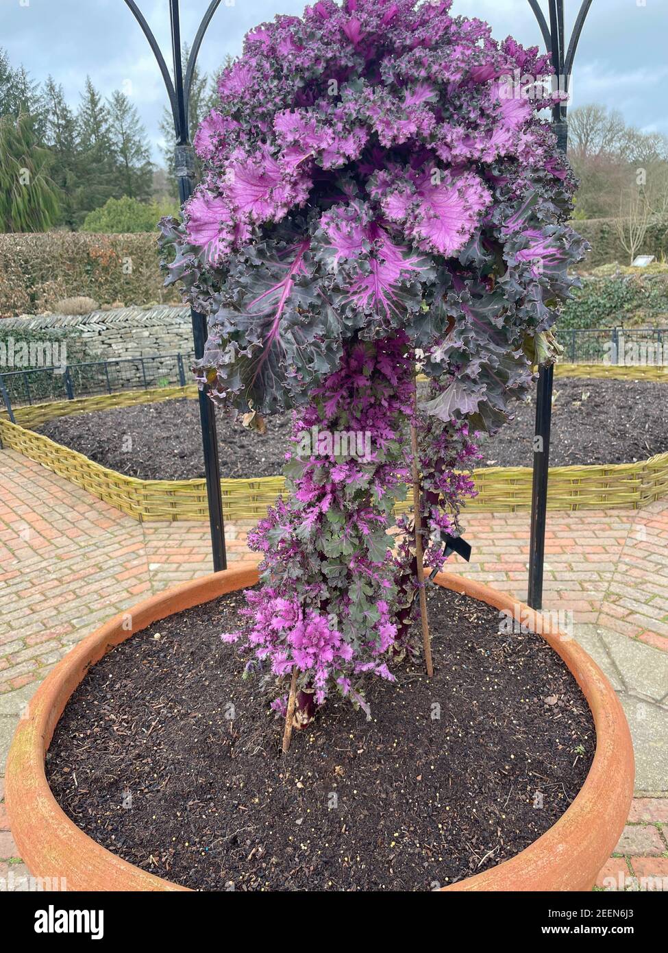 Selbstgewachsener Bio-Winterkale „Candy Floss“ (Brassica oleracea „Acephala“) Wächst in einem Terracotta Blumentopf in einer Metall Pergola in Ein Gemüsegarten Stockfoto