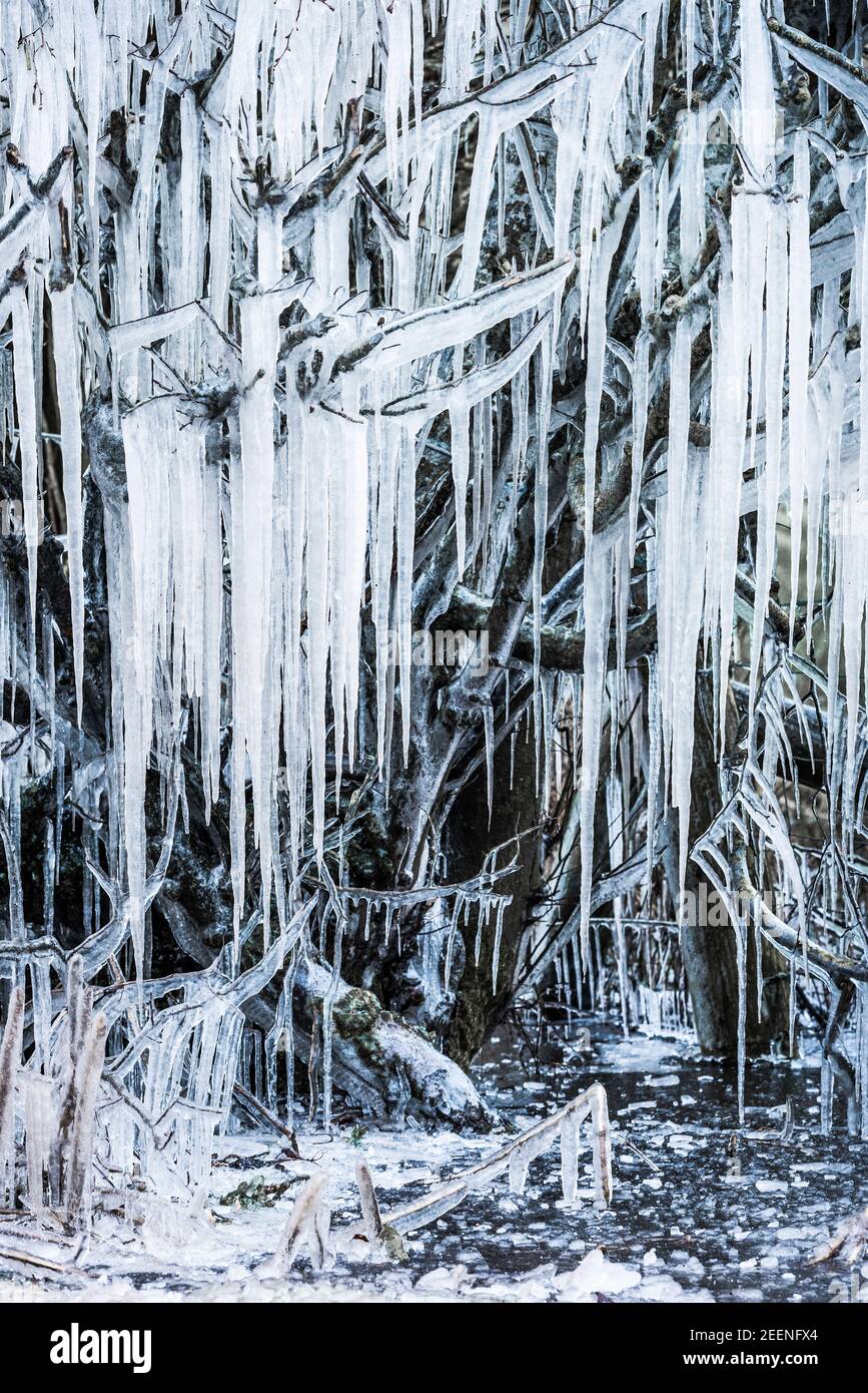 Eine magische Wintersonnenwende-Szene mit Eiszapfen, die an Ästen in einer Hecke am Straßenrand hängen, während des bitterkalten Winterwetters in Mid Wales, Großbritannien Stockfoto