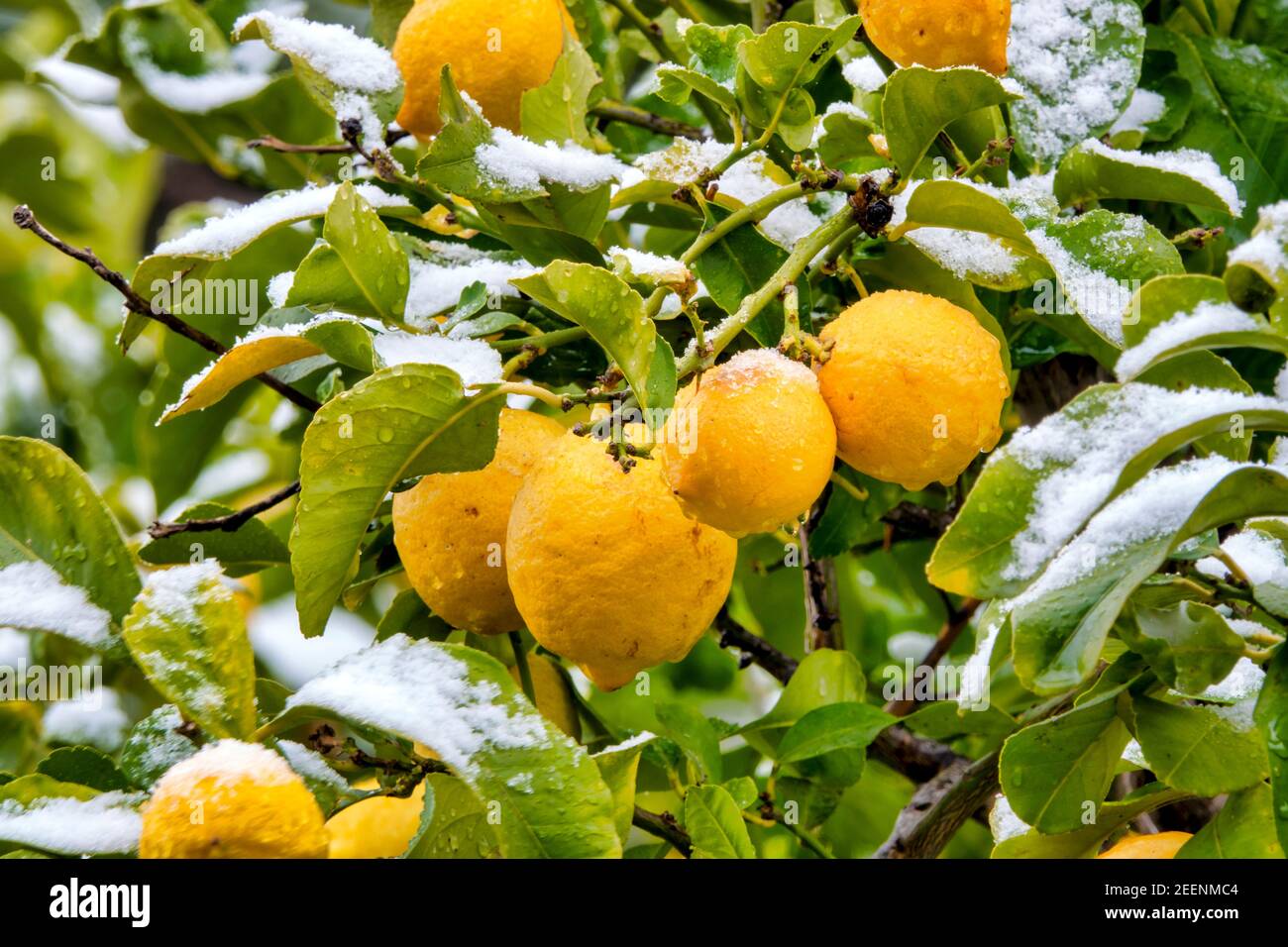 Schnee auf einem Zitronenbaum (Citrus limon) Stockfoto