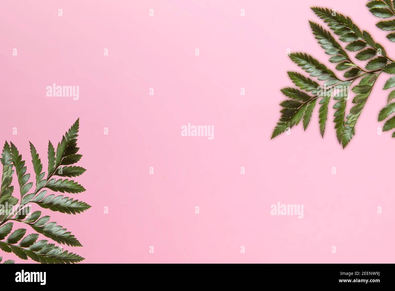 Pink Hintergrund kopieren Raum Konzept mit zwei grünen Pflanzen in den Ecken. Flach liegend Stockfoto